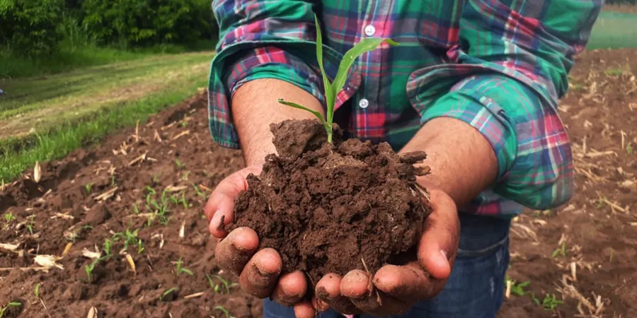 Illustrative image of Organic soil management in Brisbane